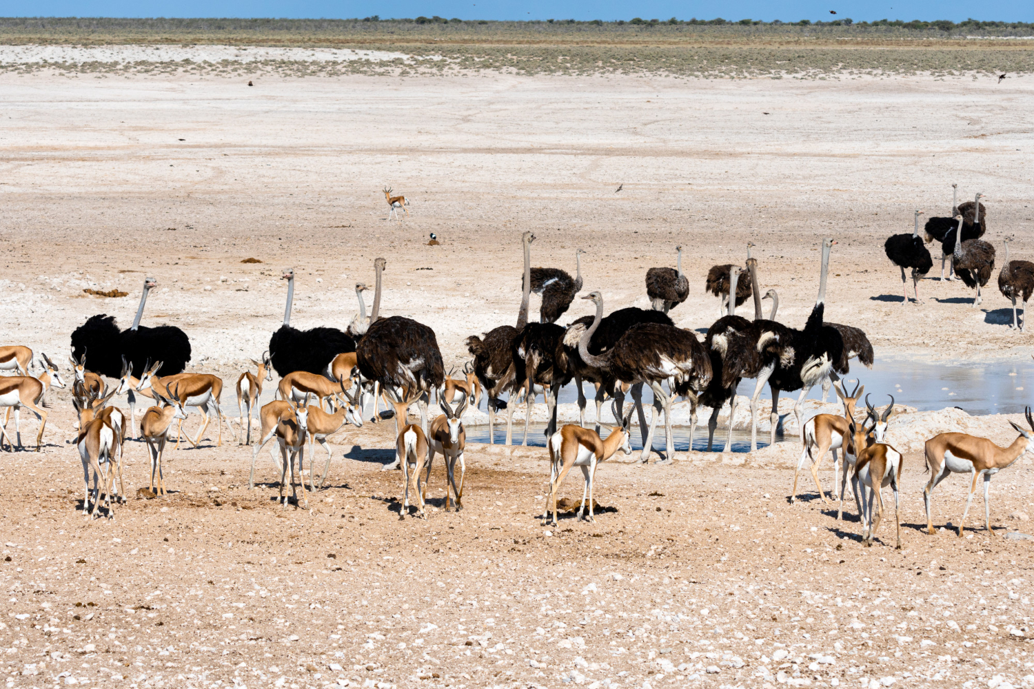 Etosha National Park